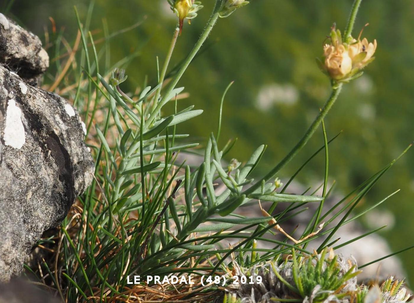 Toadflax, Long-spurred leaf